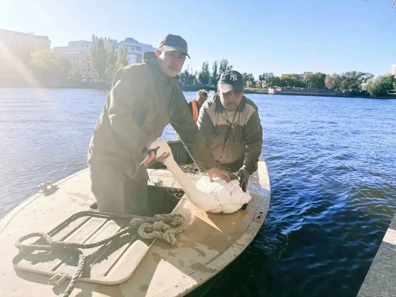 Лебедей с Лебединого озера перевезли на зимовку в тепличное хозяйство