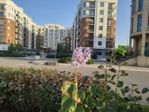 В Астрахани в конце октября зацвели сирень и акация